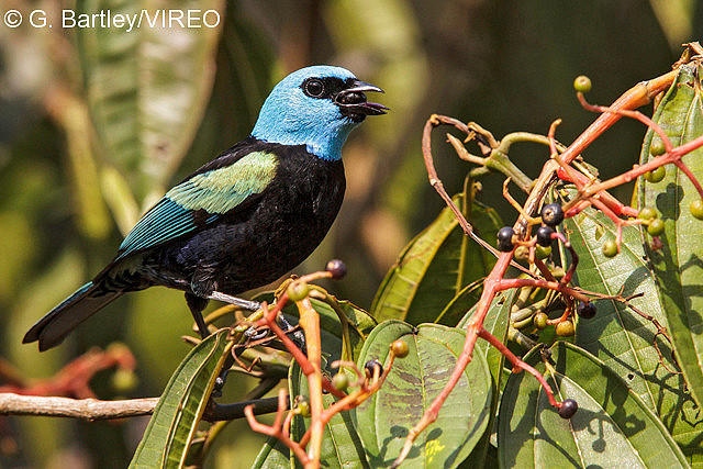 Blue-necked Tanager b57-21-765.jpg